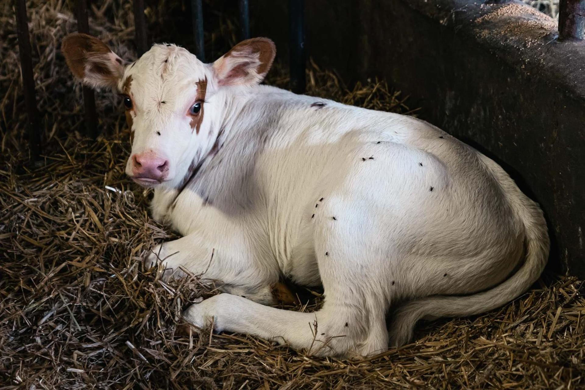 Ferienwohnung Grubinger Unterach am Attersee Exteriér fotografie