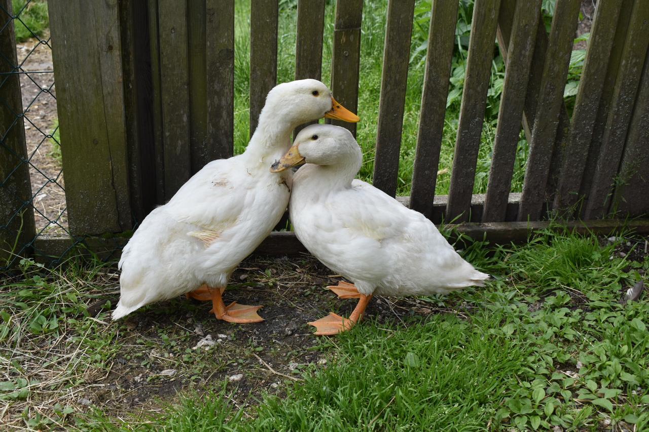 Ferienwohnung Grubinger Unterach am Attersee Exteriér fotografie