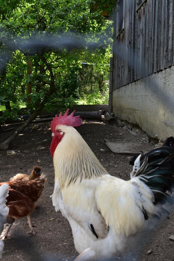 Ferienwohnung Grubinger Unterach am Attersee Exteriér fotografie