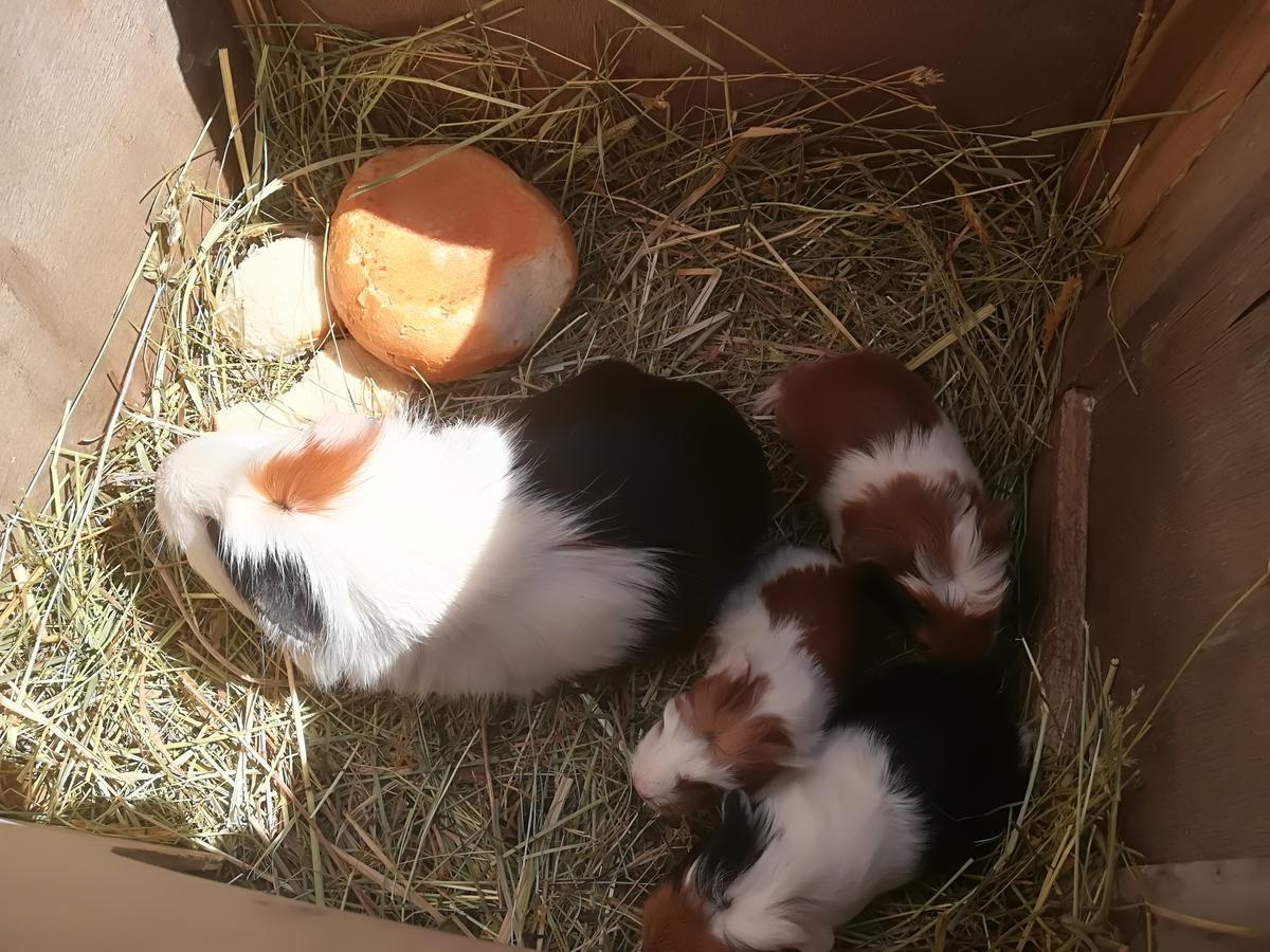 Ferienwohnung Grubinger Unterach am Attersee Exteriér fotografie